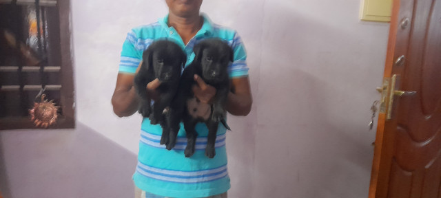 Labrador Black puppies are available at affordable prices..!!!