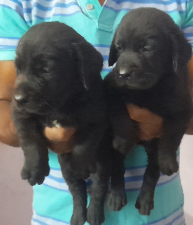 Labrador Black puppies are available at affordable prices..!!!