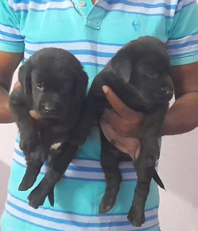Labrador Black puppies are available at affordable prices..!!!