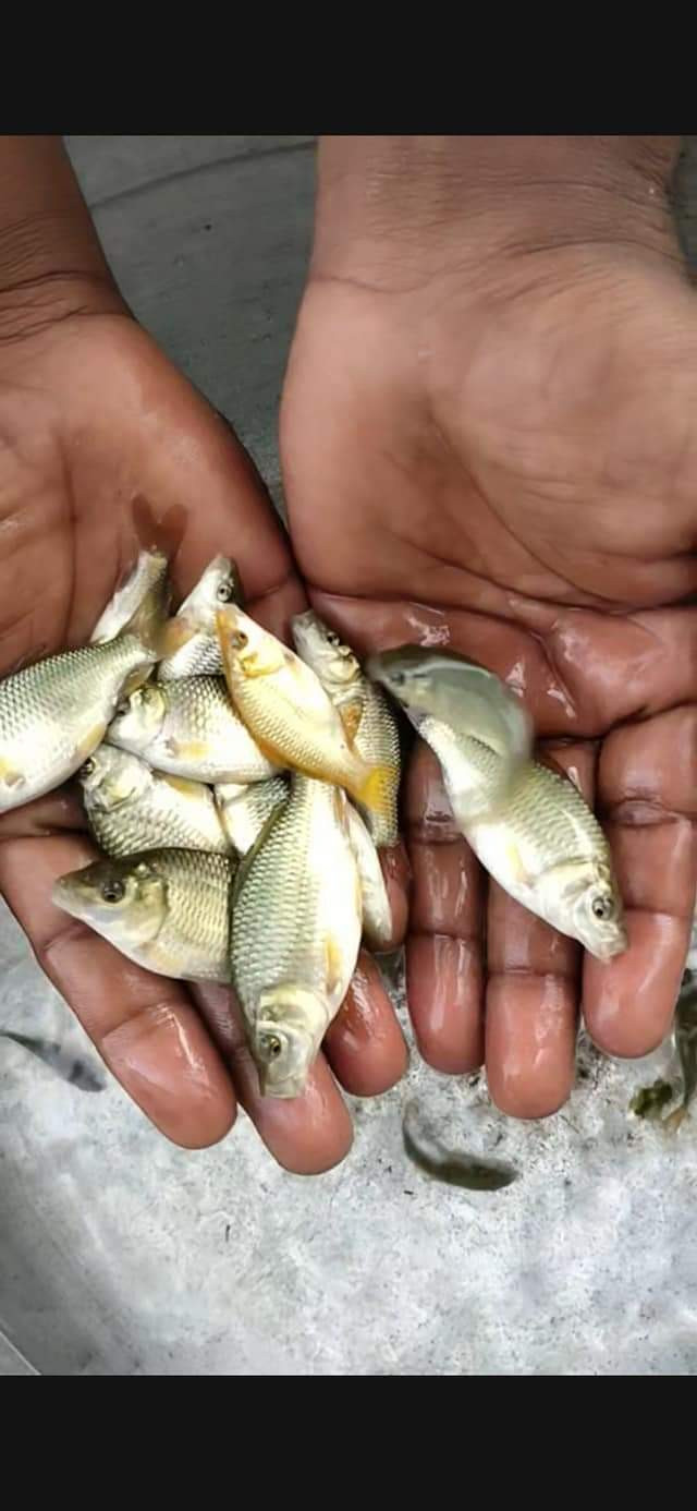 Training for fish farming and fish harvesting.