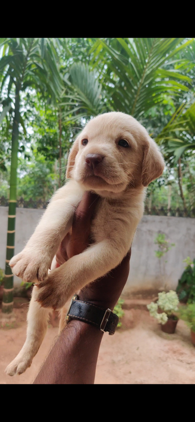 Quality labrador male puppy 