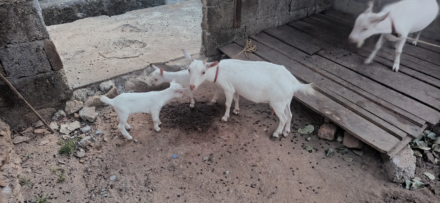 Goats kanadiyan