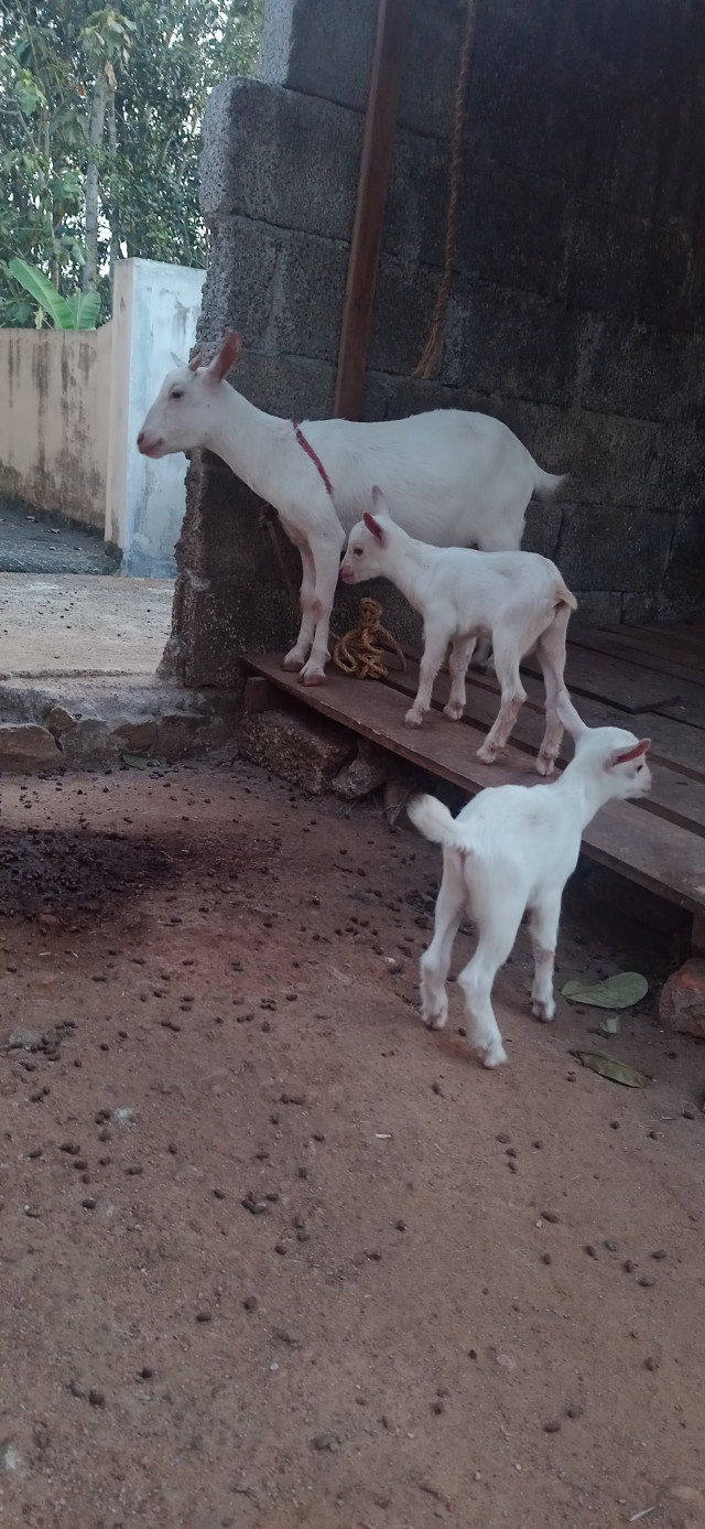 Goats kanadiyan
