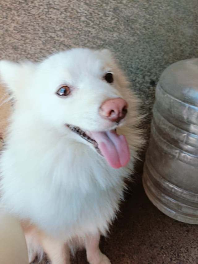 Adorable 3-Year-Old Male Pomeranian for Sale in Velachery, Chennai – ₹14,000 (Negotiable)